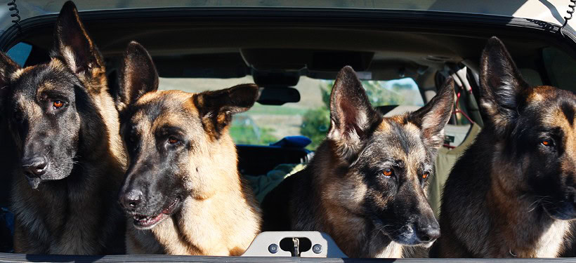 Dogs in the back of a car at D'Alfonso-Curran Wines, showcasing a friendly vineyard visit atmosphere.
