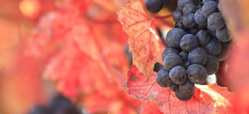 Vineyard grapes for D'Alfonso-Curran Wines, showcasing ripe black grapes on the vine.